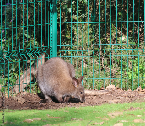 un kangourou inspectant la terre