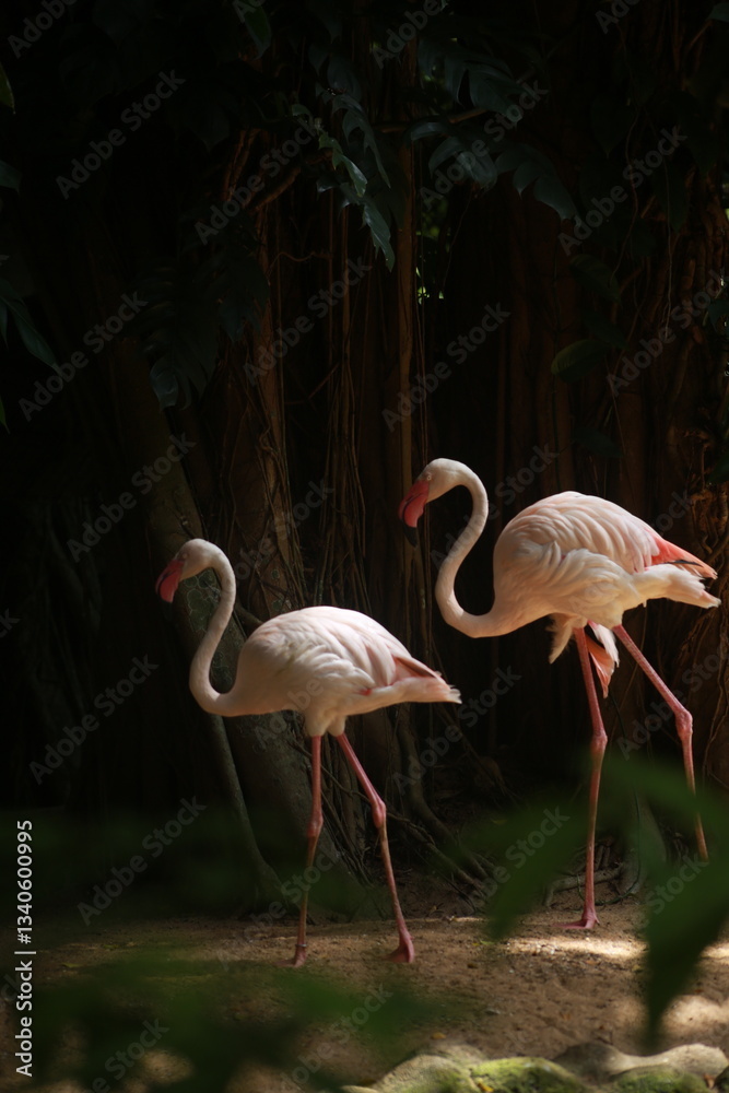 Fototapeta premium Graceful Flamingos in a Dark Tropical Habitat
