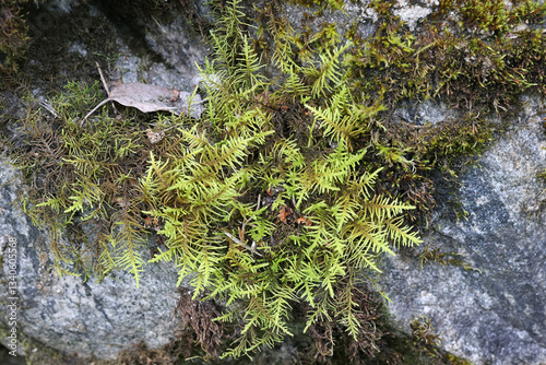Abietinella abietina, also known as Thuidium abietinum, a pleurocarpuous moss from Finland, no common English name