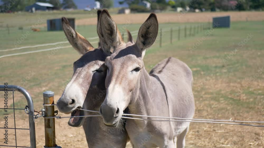 Slow motion close-up of two donkeys mules standing and chewing on fence on country outback farm ranch meadow property in rural suburbs of Australia animal species breed outdoors stables tourism Slow motion close-up of two donkeys mules standing and chewing on fence on country outback farm ranch meadow property in rural suburbs of Australia animal species breed outdoors stables tourism