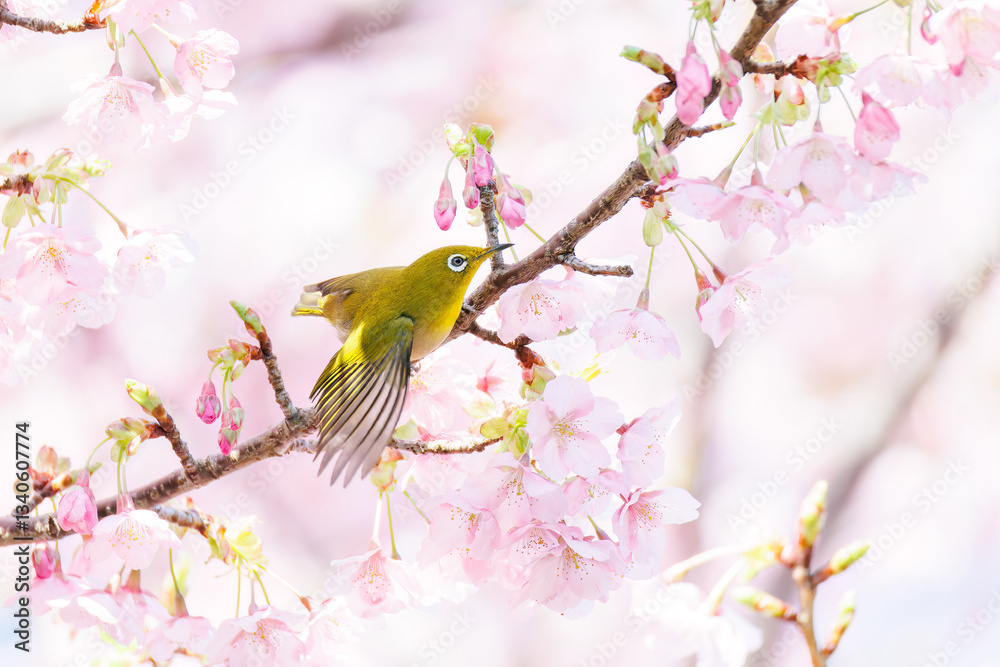 美しい河津桜の間を飛び回って花の蜜を吸う可愛いシチトウメジロ(メジロ科)。
伊豆諸島の固有種である。
英名学名:White-eye(stejnegeri), Zosterops japonicus stejnegeri
東京都伊豆諸島八丈島-2025年
美しい河津桜の間を飛び回って花の蜜を吸う可愛いシチトウメジロ(メジロ科)。
伊豆諸島の固有種である。
英名学名:White-eye(stejnegeri), Zosterops japonicus stejnegeri
東京都伊豆諸島八丈島-2025年