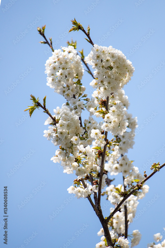 White flowers of fruit plants in nature in spring. White flowers of fruit plants in nature in spring.