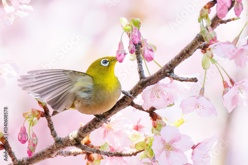 美しい河津桜の間を飛び回って花の蜜を吸う可愛いシチトウメジロ（メジロ科）。
伊豆諸島の固有種である。
英名学名：White-eye(stejnegeri), Zosterops japonicus stejnegeri

東京都伊豆諸島八丈島-2025年
