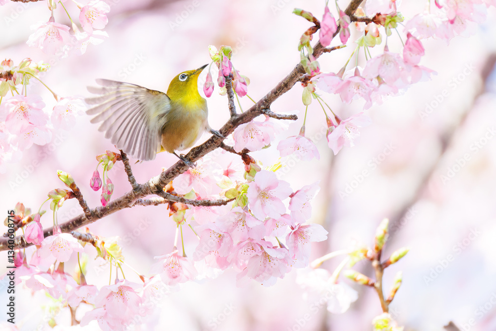美しい河津桜の間を飛び回って花の蜜を吸う可愛いシチトウメジロ(メジロ科)。
伊豆諸島の固有種である。
英名学名:White-eye(stejnegeri), Zosterops japonicus stejnegeri
東京都伊豆諸島八丈島-2025年
美しい河津桜の間を飛び回って花の蜜を吸う可愛いシチトウメジロ(メジロ科)。
伊豆諸島の固有種である。
英名学名:White-eye(stejnegeri), Zosterops japonicus stejnegeri
東京都伊豆諸島八丈島-2025年