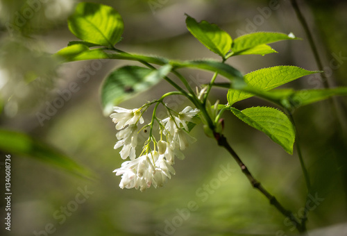 Bright blooming fruit trees in spring nature.