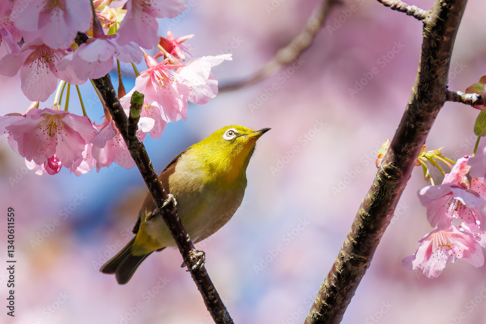 美しい河津桜の間を飛び回って花の蜜を吸う可愛いシチトウメジロ(メジロ科)。
伊豆諸島の固有種である。
英名学名:White-eye(stejnegeri), Zosterops japonicus stejnegeri
東京都伊豆諸島八丈島-2025年
美しい河津桜の間を飛び回って花の蜜を吸う可愛いシチトウメジロ(メジロ科)。
伊豆諸島の固有種である。
英名学名:White-eye(stejnegeri), Zosterops japonicus stejnegeri
東京都伊豆諸島八丈島-2025年