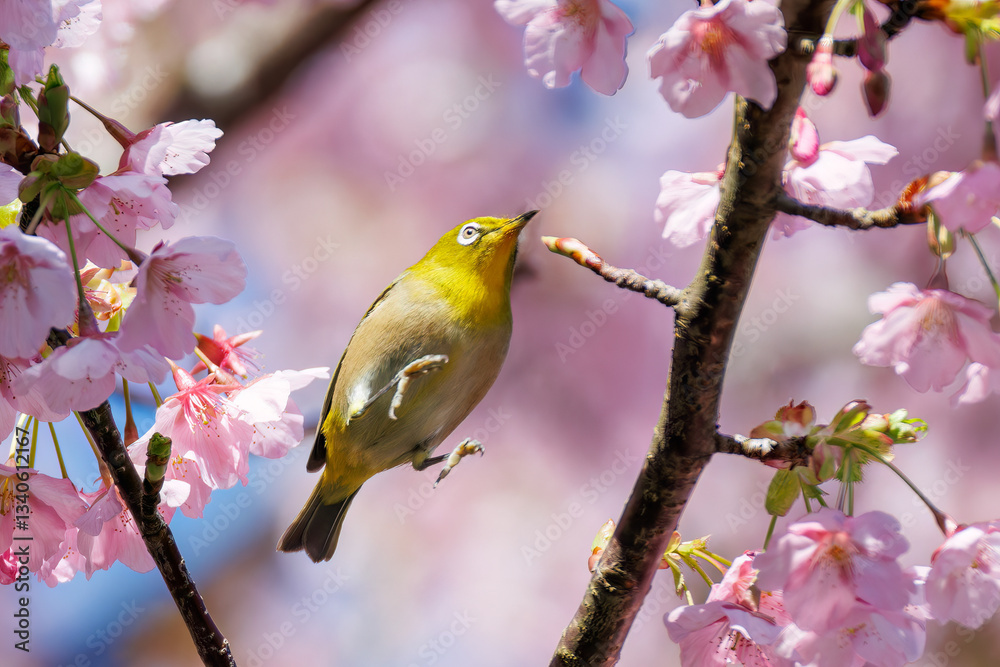 美しい河津桜の間を飛び回って花の蜜を吸う可愛いシチトウメジロ(メジロ科)。
伊豆諸島の固有種である。
英名学名:White-eye(stejnegeri), Zosterops japonicus stejnegeri
東京都伊豆諸島八丈島-2025年
美しい河津桜の間を飛び回って花の蜜を吸う可愛いシチトウメジロ(メジロ科)。
伊豆諸島の固有種である。
英名学名:White-eye(stejnegeri), Zosterops japonicus stejnegeri
東京都伊豆諸島八丈島-2025年