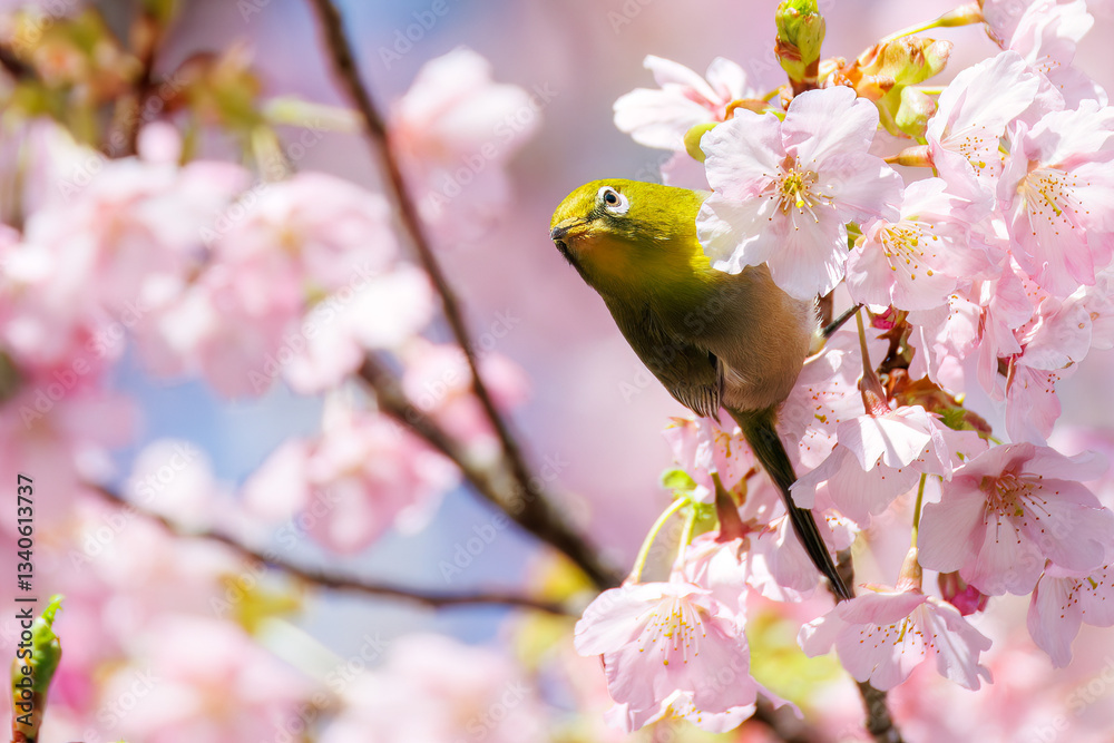 美しい河津桜の間を飛び回って花の蜜を吸う可愛いシチトウメジロ(メジロ科)。
伊豆諸島の固有種である。
英名学名:White-eye(stejnegeri), Zosterops japonicus stejnegeri
東京都伊豆諸島八丈島-2025年
美しい河津桜の間を飛び回って花の蜜を吸う可愛いシチトウメジロ(メジロ科)。
伊豆諸島の固有種である。
英名学名:White-eye(stejnegeri), Zosterops japonicus stejnegeri
東京都伊豆諸島八丈島-2025年