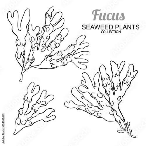 Fucus Branch Outline Illustration. Organic natural nutritional healthy food ingredient, vegetarian diet product. Vector isolated for design or decoration.