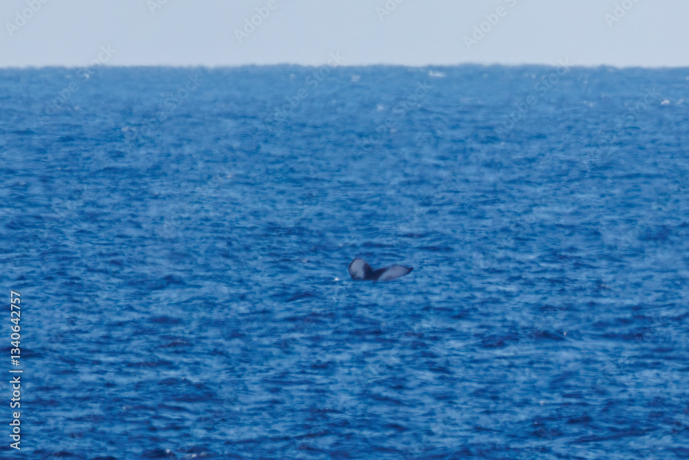 Fototapeta premium 陸から見えたザトウクジラ（ナガスクジラ科）の群れが泳ぐ様子。 英名学名：Humpback Whale, Megaptera novaeangliae 観光協会主催の、バスで島を巡り、ザトウクジラを捜すホエールウォッチングバスツアー。 東京都伊豆諸島八丈島-2025年 