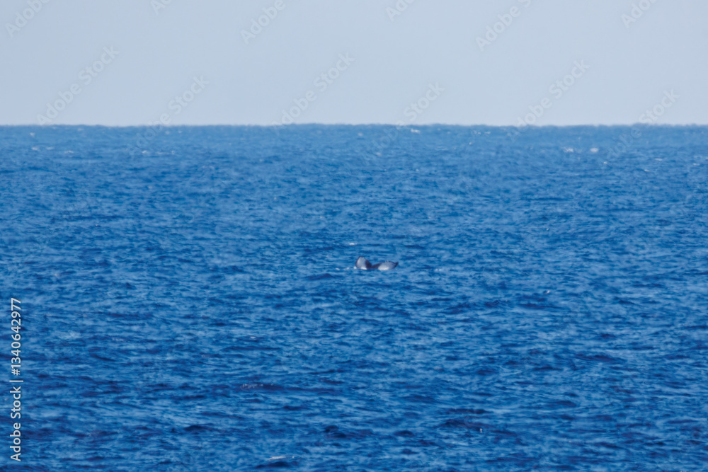 陸から見えたザトウクジラ（ナガスクジラ科）の群れが泳ぐ様子。
英名学名：Humpback Whale, Megaptera novaeangliae
観光協会主催の、バスで島を巡り、ザトウクジラを捜すホエールウォッチングバスツアー。
東京都伊豆諸島八丈島-2025年
