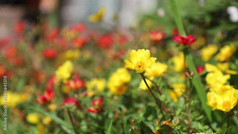 The yellow portulaca oleracea flowers are beautify,Portulaca oleracea flowers in the garden,Close up Yellow Portulaca flower. The yellow portulaca oleracea flowers are beautify,Portulaca oleracea flowers in the garden,Close up Yellow Portulaca flower.