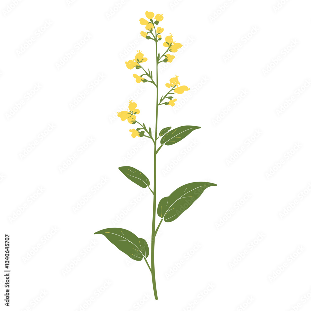 Fototapeta premium An Agrimonia wildflower clip art illustration leaves plant vector