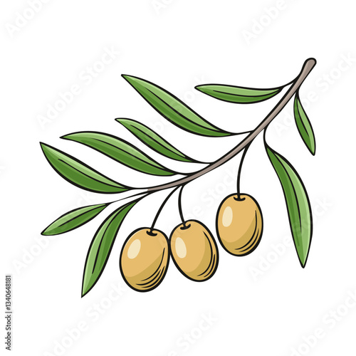 Green olives on a branch vector illustration in sketch style. Mediterranean fruits on a tree on an isolated background. Line art color for packaging and design.