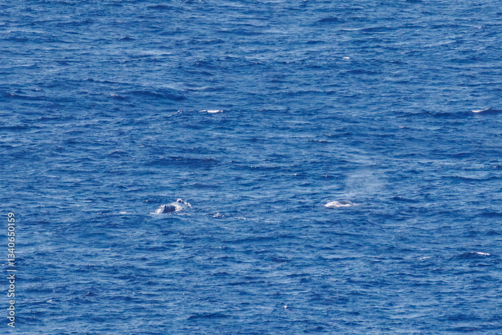 Fototapeta premium 陸から見えたザトウクジラ(ナガスクジラ科)の群れが泳ぐ様子。 英名学名:Humpback Whale, Megaptera novaeangliae 観光協会主催の、バスで島を巡り、ザトウクジラを捜すホエールウォッチングバスツアー。 東京都伊豆諸島八丈島-2025年