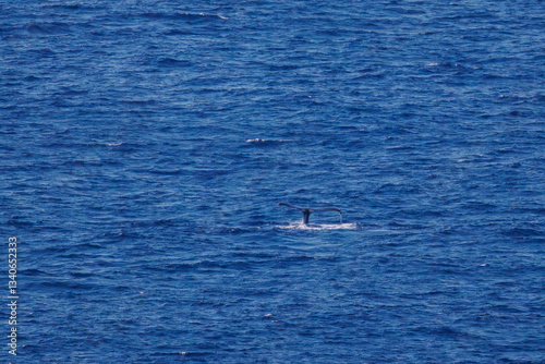 陸から見えたザトウクジラ（ナガスクジラ科）の群れが泳ぐ様子。
英名学名：Humpback Whale, Megaptera novaeangliae
観光協会主催の、バスで島を巡り、ザトウクジラを捜すホエールウォッチングバスツアー。
東京都伊豆諸島八丈島-2025年
