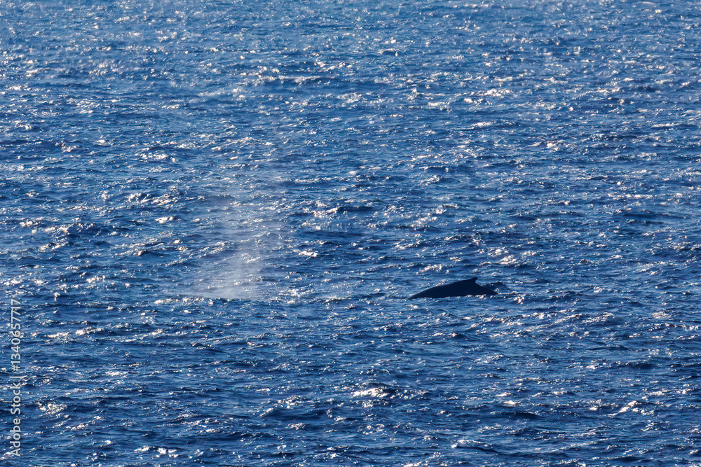 Fototapeta premium 陸から見えたザトウクジラ（ナガスクジラ科）の群れが泳ぐ様子。 英名学名：Humpback Whale, Megaptera novaeangliae 観光協会主催の、バスで島を巡り、ザトウクジラを捜すホエールウォッチングバスツアー。 東京都伊豆諸島八丈島-2025年 