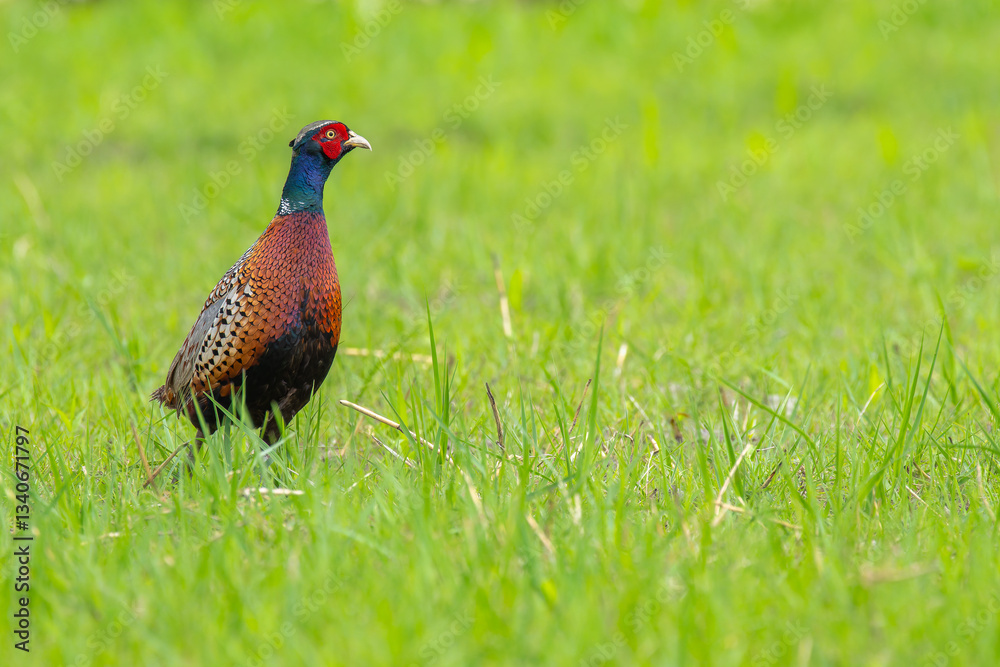 Fototapeta premium ring-necked pheasant male on a green background