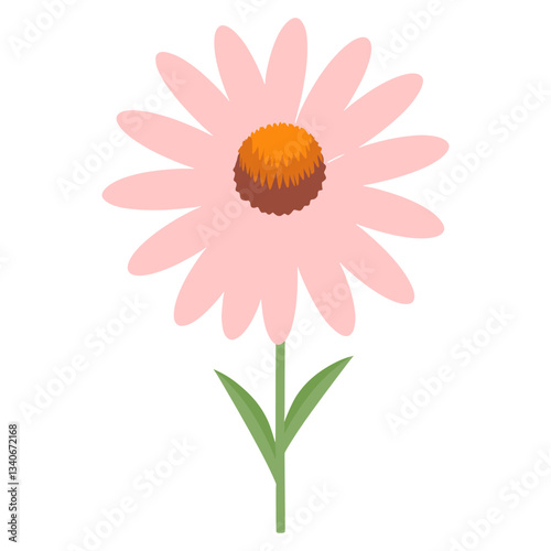 Coneflower flower illustration daisy art  vector