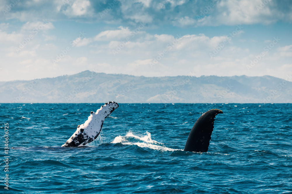 Naklejka premium Humpback blue whale jumping out of the water in Caribbean Sea, Samana island, Dominican Republic