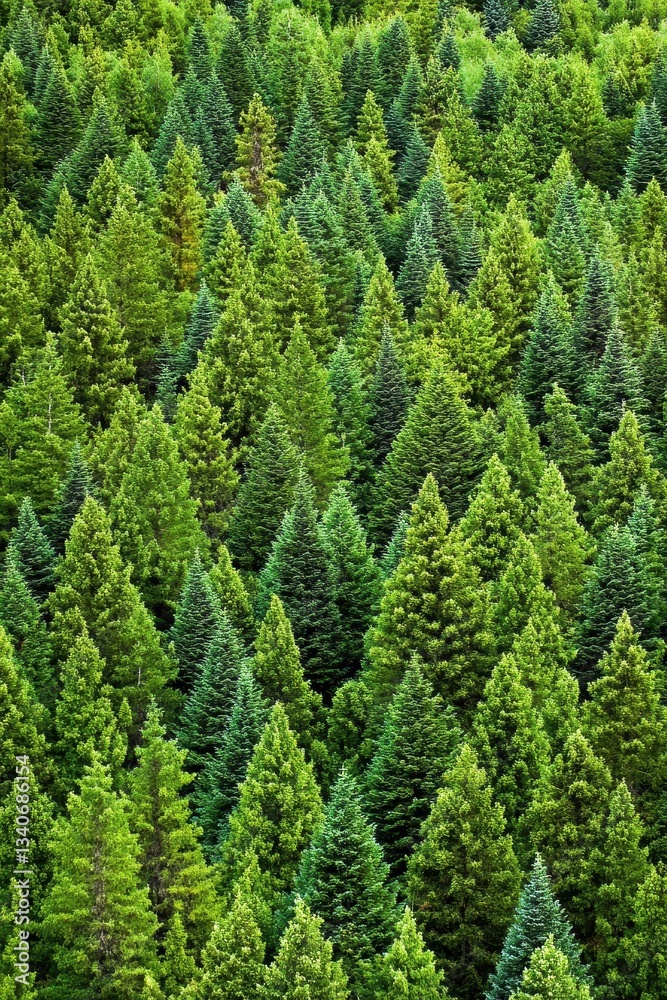 Lush green pine tree forest, sustainable nature environment, Earth Day awareness, natural landscape, tranquil scenery, outdoor adventure, eco-friendly living. Lush green pine tree forest, sustainable nature environment, Earth Day awareness, natural landscape, tranquil scenery, outdoor adventure, eco-friendly living.
