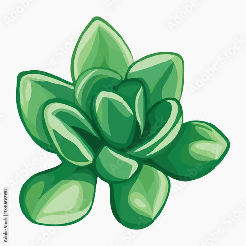 succulent illustration vector