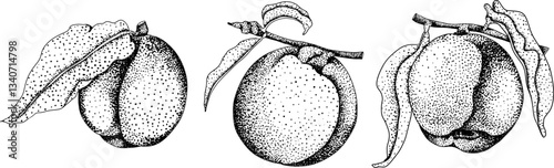 Peach engraving vector. Apricot illustrations in hand drawn doodle style. Whole peaches, sliced peaches, slices, fruit on a branch, leaves.	