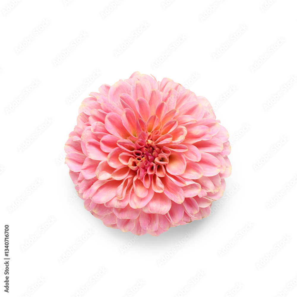 Beautiful pink dahlia flower on white background Beautiful pink dahlia flower on white background