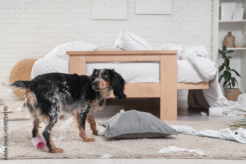 Naughty cocker spaniel with...