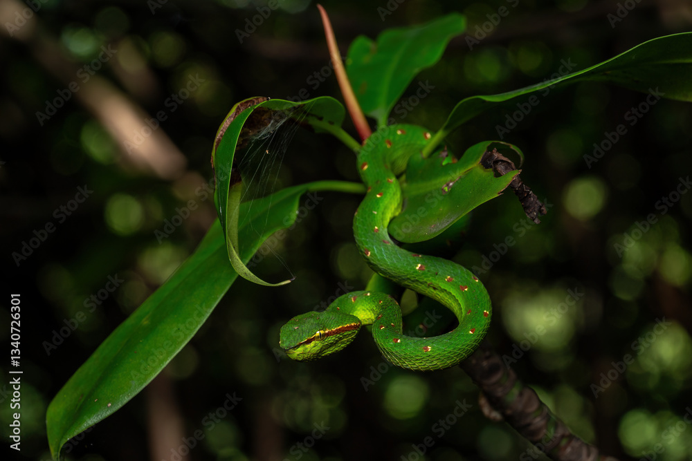 Naklejka premium Male Wagler's Pit Viper (Tropidolaemus wagleri) is a species of venomous snake native to South East Asia i.e. Indonesia and Malaysia.