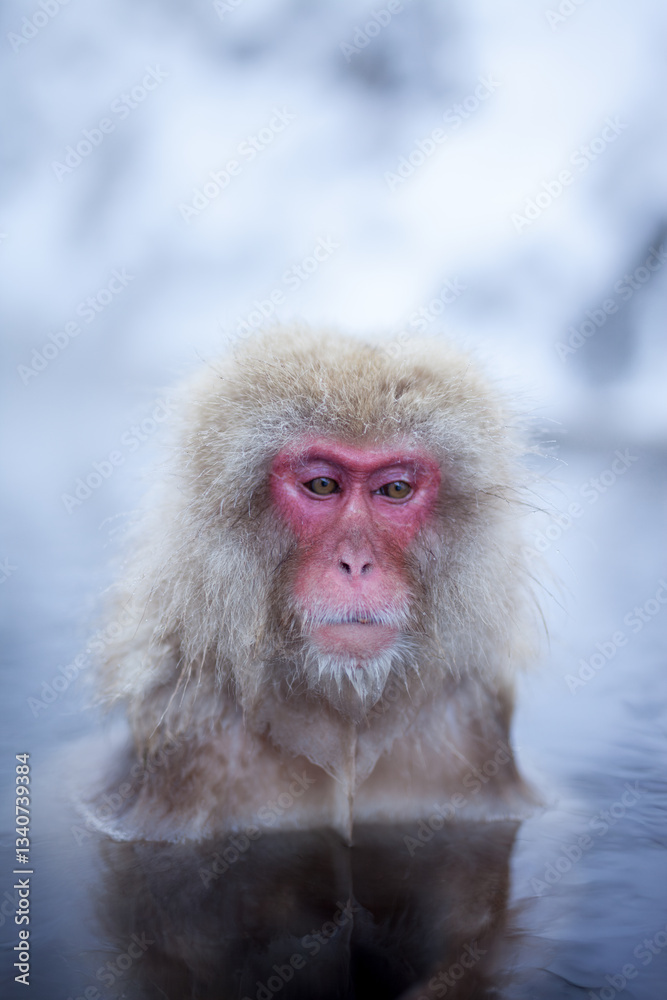 Naklejka premium Snow monkey taking a bath in a hot spring