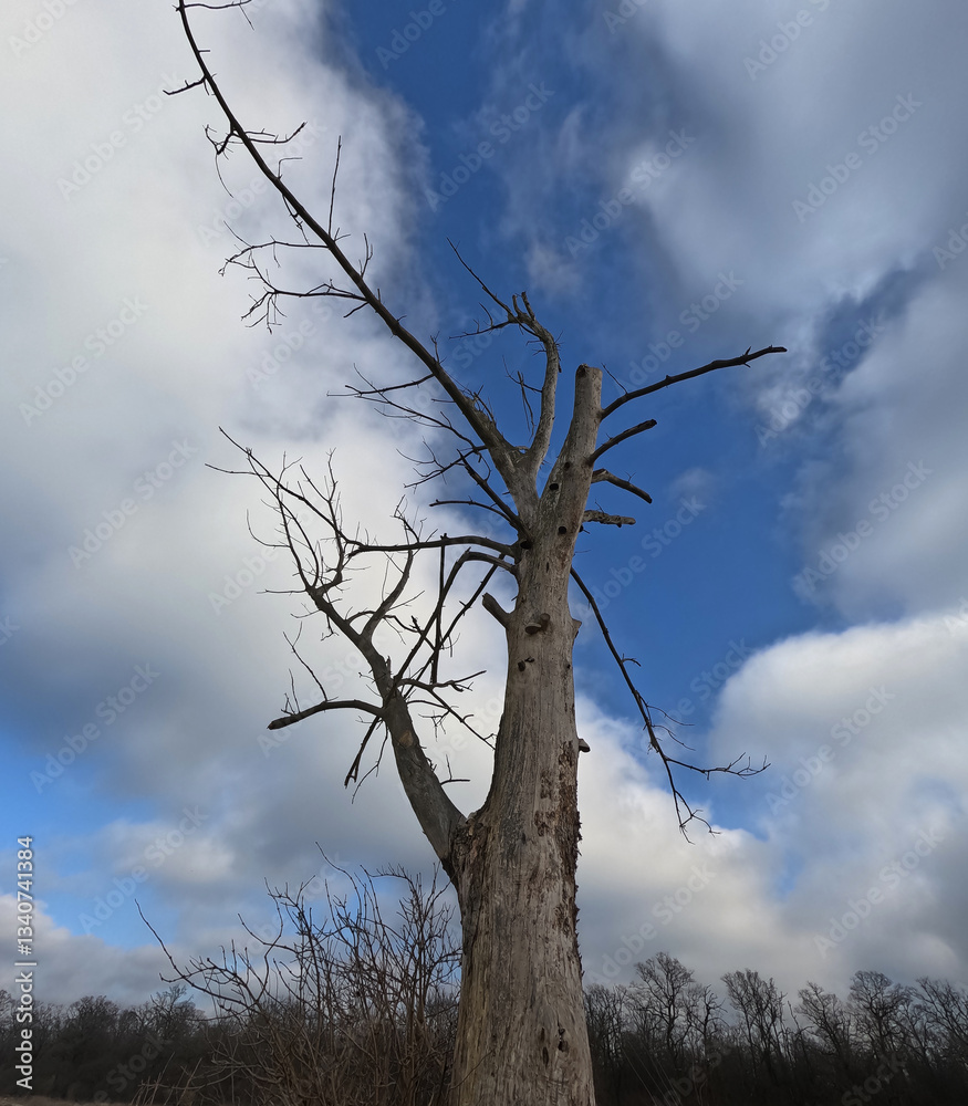 Dry trunk of a dead tree with branches without leaves, a dead tree on the river bank. Ecological landscape. Dry trunk of a dead tree with branches without leaves, a dead tree on the river bank. Ecological landscape.