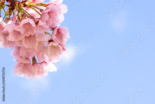 満開の桜のクローズアップ
