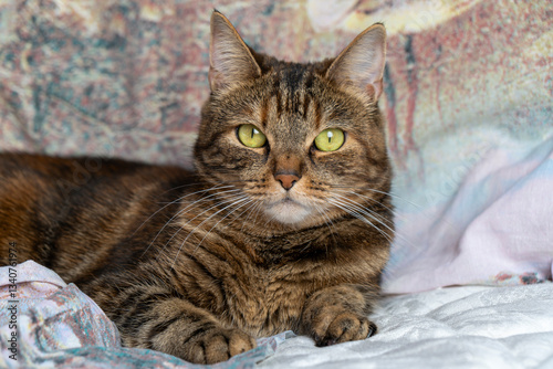 A calm tabby cat with big eyes rests on a bed in a cozy home environment