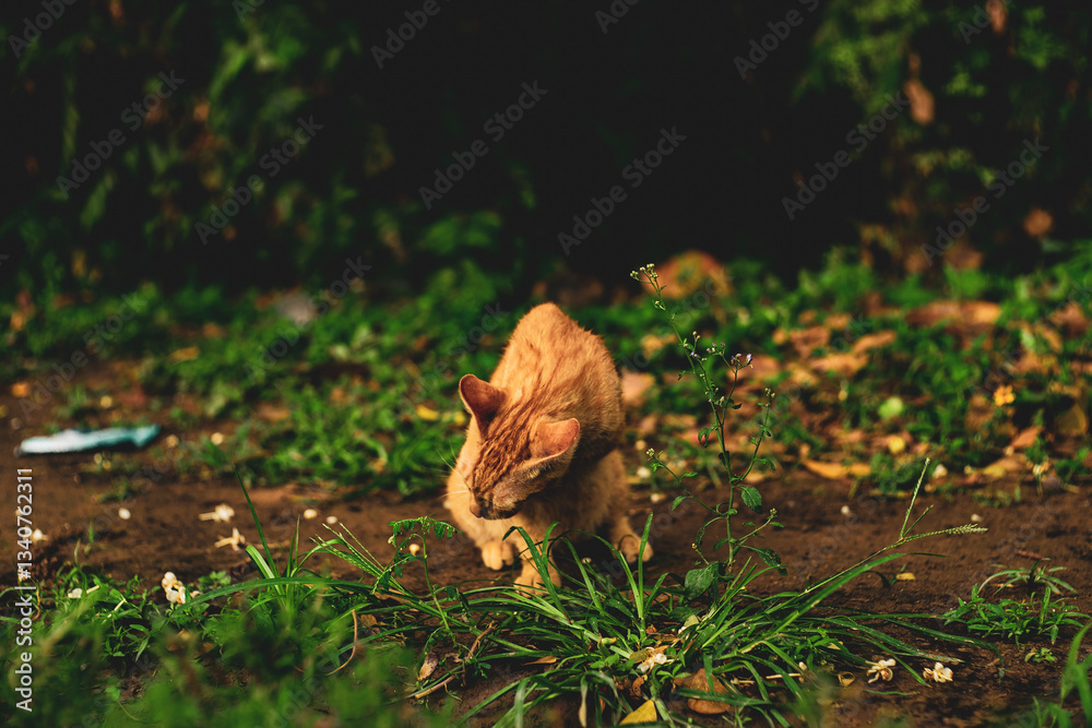 Obraz premium pets with dogs. Cats have lived closely with humans. There are many different breeds of cats, some are hairless or tailless, and cat come in many different coat colors. Cats are skilled predators and 