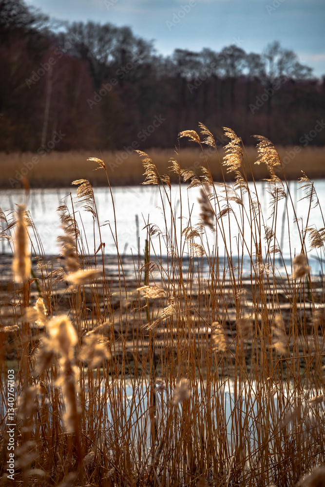 Reeds near the lake