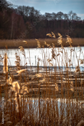 Reeds near the lake