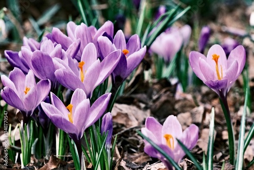 Vibrant Purple Crocus Flowers in Bloom