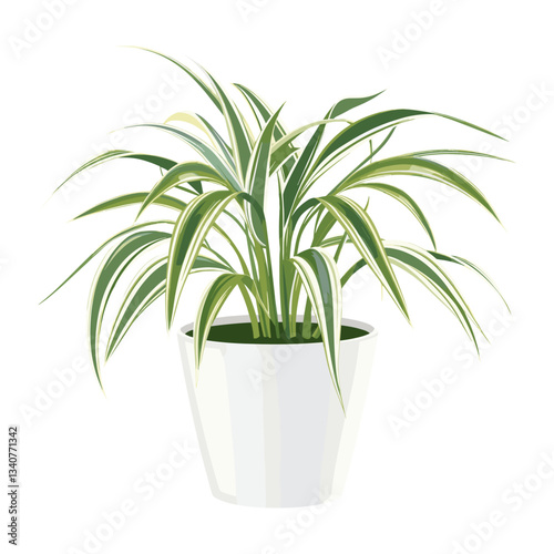 Potted plant spider plant illustration potted potted plant vector