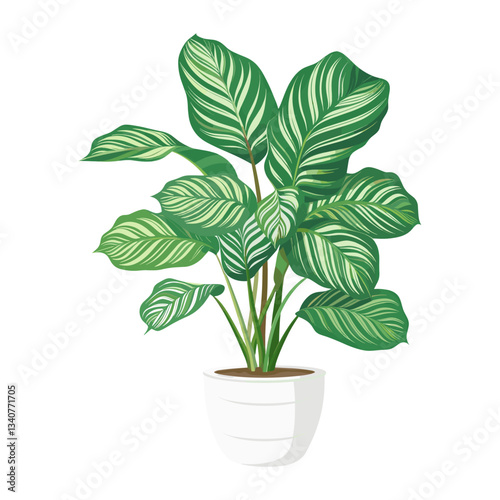 Potted calathea plant illustration potted green vector