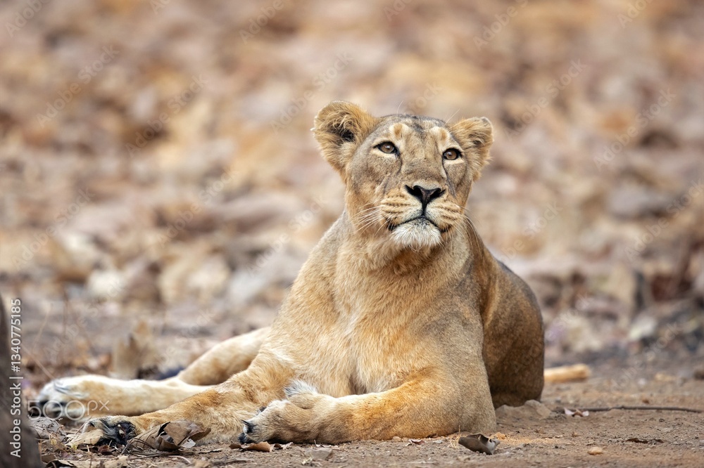 A lioness, relaxed yet watchful, reclines on the dry earth A lioness, relaxed yet watchful, reclines on the dry earth