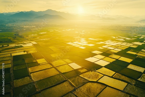 Aerial view of rice fields in the morning light, with mountains and sun rays. The colors are a vibrant yellow-green, creating a beautiful landscape. 