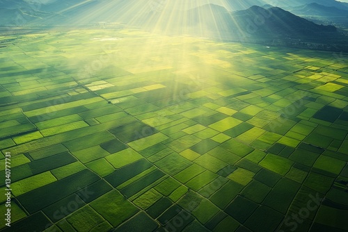 Aerial view of rice fields in the morning light, with mountains and sun rays. The colors are a vibrant yellow-green, creating a beautiful landscape. 