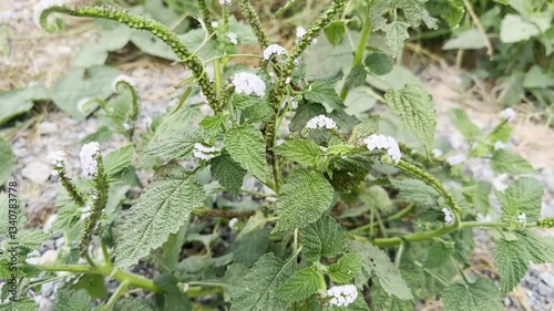 Flower (Turnsole, Alacransillo, Eye bright, Indian Heliotrope, Indian turnsole) Naturally beautiful flowers in the garden