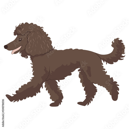 Chocolate Poodle dog poodle illustration cartoon vector