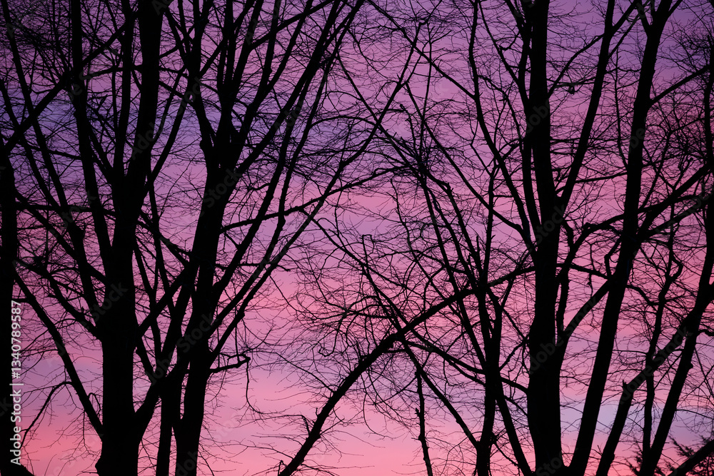 Silhouetted trees against a vibrant sunset sky in autumn, revealing nature’s beauty and tranquility at dusk