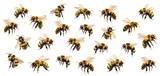 Swarm of honey bees in flight separate from each other. Isolated on white or transparent background
