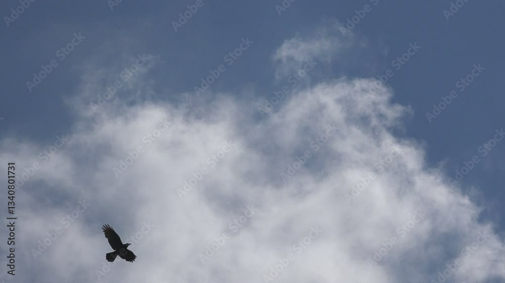 Crows Flying on Cloudy Sky, Flock of Ravens in Flight, Birds in Air, Summer Crows Flying on Cloudy Sky, Flock of Ravens in Flight, Birds in Air, Summer