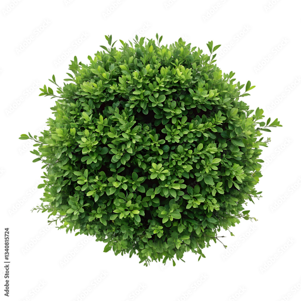 Obraz premium Round Green Bush Top View Image