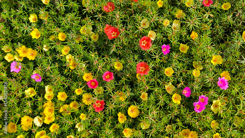 colorful blooming portulaca flowers, moss rose, in the garden